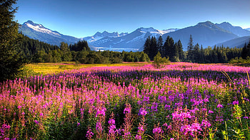 Scenic View Of The Mendenhall Glacier, Alaska, blossoms, landscape, trees, sky, flowers, usa HD wallpaper