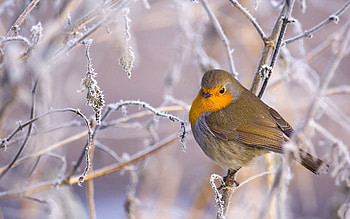 Frost, Animals, Winter, Snow, Bird, Branch, Hoarfrost HD wallpaper