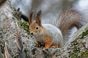 Squirrel , Detailed background, High-quality , Nature's beauty HD wallpaper