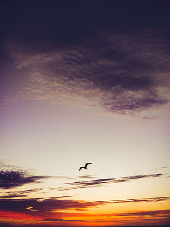 Nature, Sunset, Sky, Clouds, Bird, Height, Fly, To Fly HD phone wallpaper