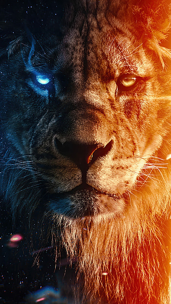 Lion for all devices, Stunning lion visuals HD phone wallpaper