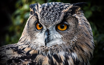 Owl, animal, eyes, bird HD wallpaper