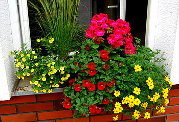 wonderful window flowers, wonderful, flowers, , window HD wallpaper