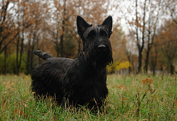 Animals, Grass, Dog, Stroll, Scotch Terrier HD wallpaper