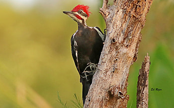 Pileated Woodpecker, animal, woodpecker, bird, tree, America HD wallpaper