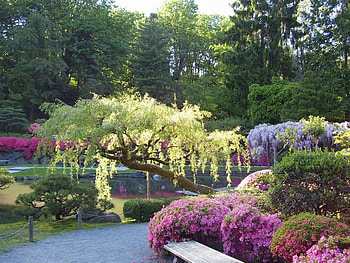 Japanese garden, nature, flowers, spring, water HD wallpaper