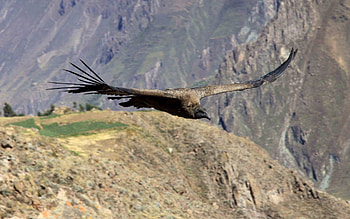Animals, Mountains, Flight, Vulture HD wallpaper