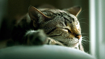 Animals, Cat, To Lie Down, Lie, Striped, Sleep, Dream HD wallpaper