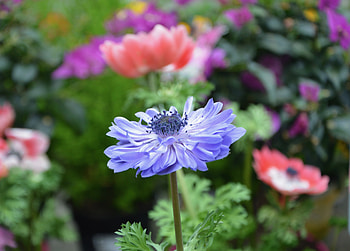 Blue anemone, meadow, flower HD wallpaper