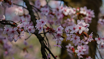 Pink Blossom Cherry Flowers Petals Tree Branches Blur Background Flowers HD wallpaper