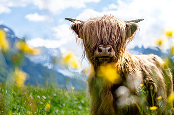 :), cow, animal, brown, rural, yellow, flower, bull, nature HD wallpaper