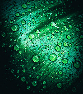Plant water drops,rain, Nature, aqua, new, rain, latest , colorfulness, green, plants, bright, colourful HD phone wallpaper