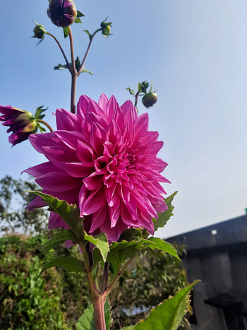 DAHLIA, sky, Pattern, magenta, Flower, Pink, Dalia, Natural HD phone wallpaper