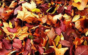 Nature, Autumn, Leaves, Fallen HD wallpaper