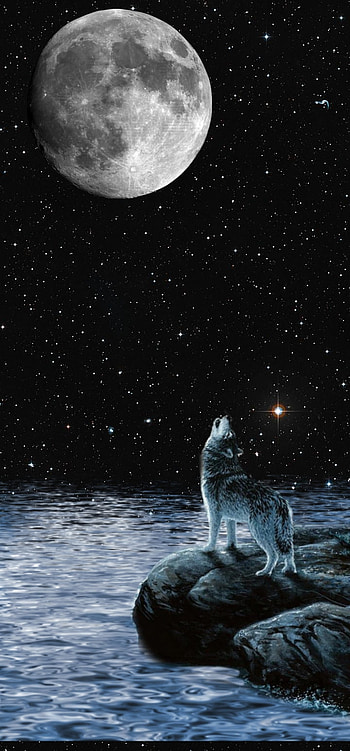 Howling wolf, atmosphere, sky HD phone wallpaper