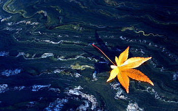 FLOATING BY to WELCOME AUTUMN, shore, autumn, leaf, nature, floating, water HD wallpaper
