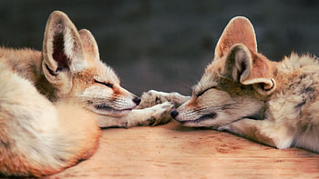 Fennec Fox, , Tiny baby animal, Adorable fennec HD wallpaper