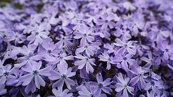 Violet Phlox Flowers Petals Field Blur Background Flowers HD wallpaper