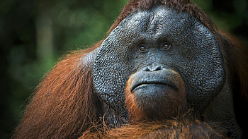 Orangutan, Top backgrounds, Majestic wildlife, Gentle demeanor HD wallpaper