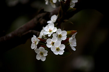 White, apple blossom, flowers HD wallpaper