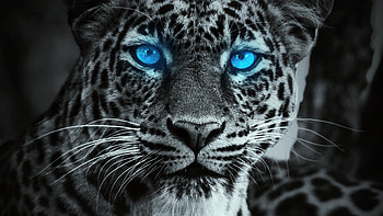 Tiger Glowing Blue Eyes, tiger, animals HD wallpaper