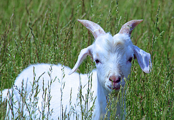 Animals, Grass, Young, Stroll, Joey, Goat HD wallpaper