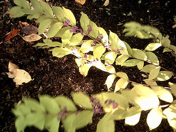 grace of beauty, sweet, purple, glow, leaf, ray HD wallpaper