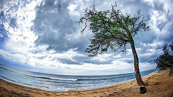 fabulous fish eye view of a beach, sea, fish eye, waves, clouds, trees, beach HD wallpaper