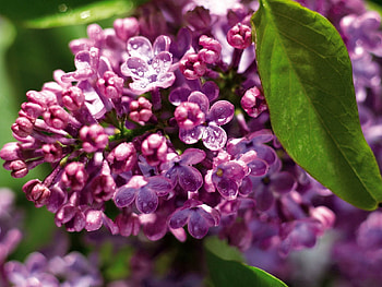 Leaves, Lilac, Drops, Macro, Moisture HD wallpaper