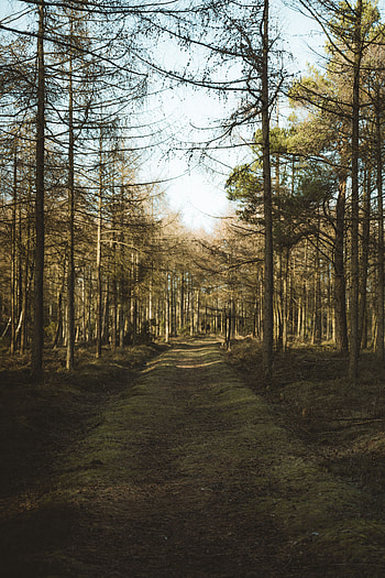 Nature, Trees, Pine, Road, Forest HD phone wallpaper