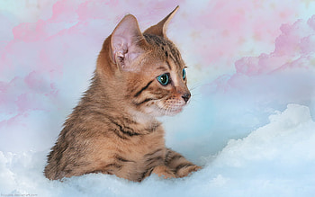 Dreamer Cat, sweet, clouds, cat, dream HD wallpaper