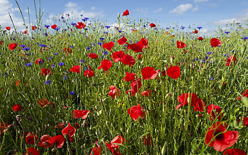 Poppy Meadow, poppies, cornflowers, flowers, meadow, nature HD wallpaper