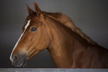 Detailed close-up of a brown horse with a white blaze, taken indoors with soft lighting. HD wallpaper