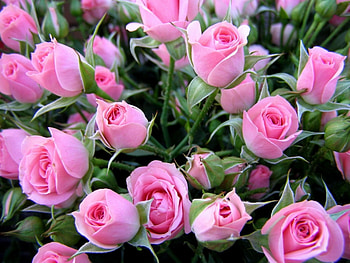 Plants, Flowers, Roses HD wallpaper