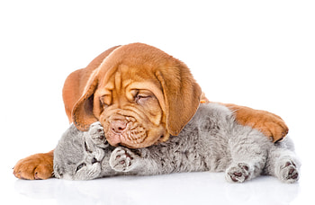 Sleeping kitten and puppy, dog, kitten, sweet, animal, white, cute, cat, pisica, puppy, couple, caine, sleep HD wallpaper