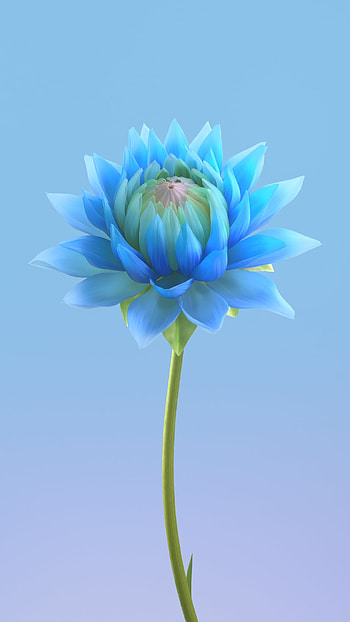 Blue flower, herbaceous plant HD phone wallpaper