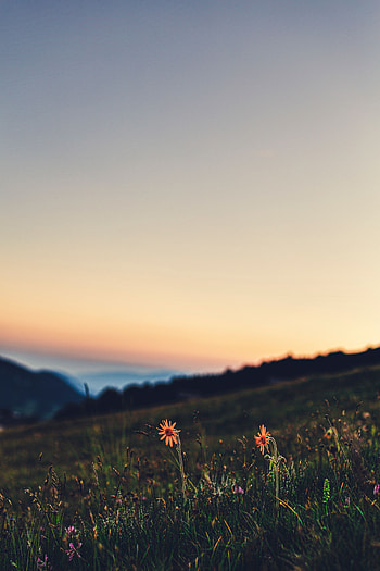 Landscape, Nature, Flowers, Grass, Twilight, Dusk, Lawn HD phone wallpaper