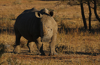 WESSA rhino population, Kruger National Park, Conservation efforts, Protecting wildlife HD wallpaper