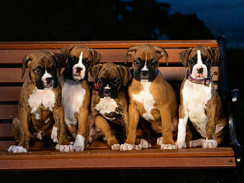 Animals, Bench, Puppies, Evil, Bulldog HD wallpaper