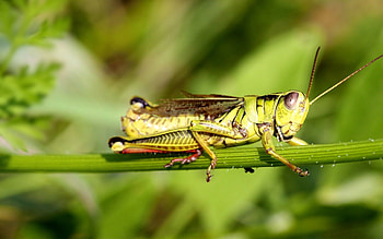 Grass, Macro, Sit, Insect, Grasshopper, Stick, Sticks HD wallpaper