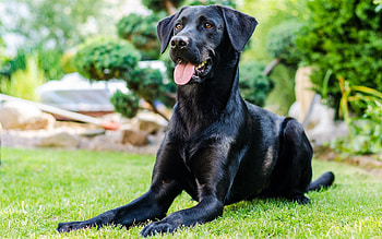 Animals, To Lie Down, Lie, Dog, Relaxation, Rest, Herbs HD wallpaper