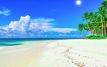 Beach, sky, nature, tree HD wallpaper