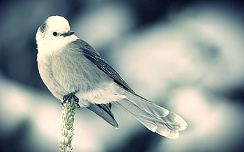 Animals, Snow, Bird, Sit, Spikelet HD wallpaper