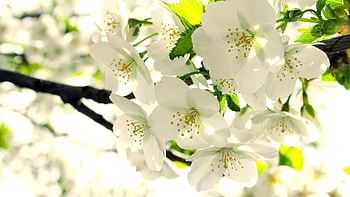 Plants, Flowers HD wallpaper