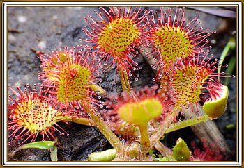 CARNIVOROUS PLANT, PRETTY, NATURE, PLANT HD wallpaper