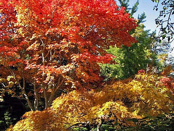Autumn Colours, trees, autumn, leaves HD wallpaper