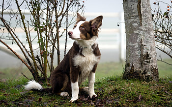 Dog, sweet, pay, dogs, puppies, cute, beautiful, beauty, playful, playful dog, puppy, dog face, pretty, animals, face, bubbles, lovely HD wallpaper