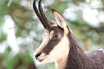 Chamois species, Shared happiness, Playful mountain residents, Joyful wildlife HD wallpaper