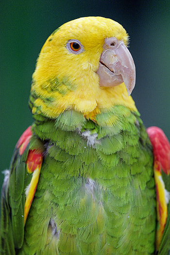 Animals, Parrots, Bright, Bird, Yellow-Headed Parrot HD phone wallpaper