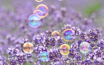.wiki-Spring---PIC-WPB00502 HD wallpaper